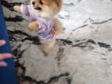 Pomeranian Boo