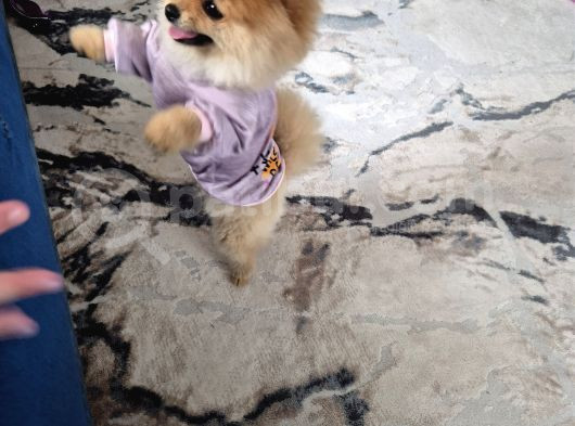 Pomeranian Boo görsel