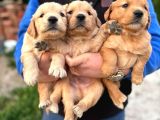 Baby Face Golden Retriever Yavrular