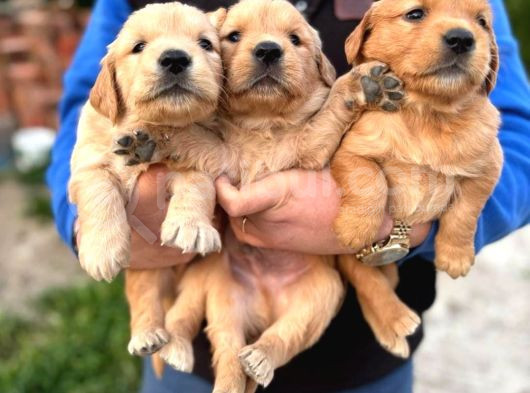 Baby Face Golden Retriever Yavrular
