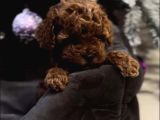 Gerçek Garantili Toy Poodle Yavrularımız