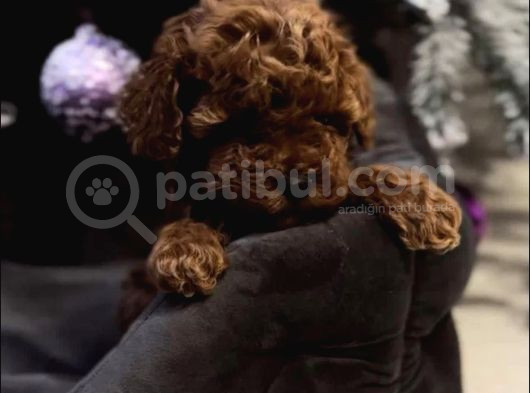 Gerçek Garantili Toy Poodle Yavrularımız görsel