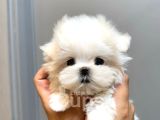 Bugün E Özel Morkie Teacup Eğitimli