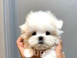 Bugün e özel morkie teacup eğitimli