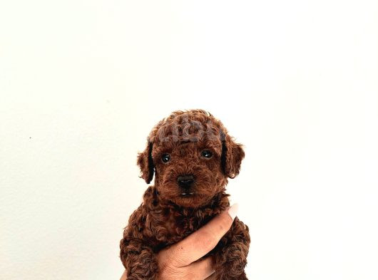 Korekan Toy Poodle Yavrular görsel