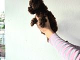 Korekan Toy Poodle Yavrular