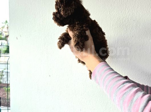 Korekan Toy Poodle Yavrular görsel