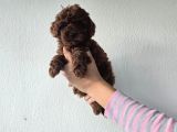 Korekan Toy Poodle Yavrular