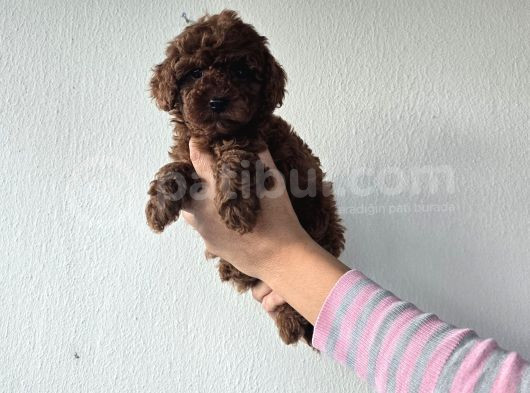 Korekan Toy Poodle Yavrular
