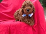 Poodle Bebekleri̇ Anne Altindan