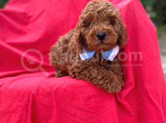 Poodle Bebekleri̇ Anne Altindan görsel