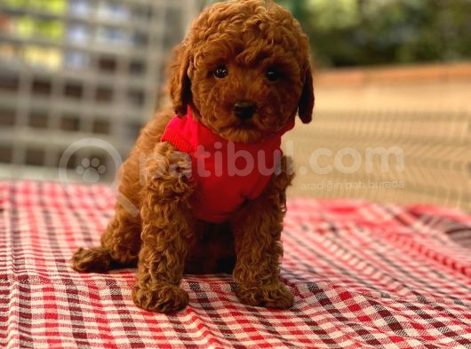 TOY POODLE BEBEKLERİ
