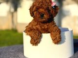 Toy Poodle