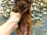 Gerçek Garantili Toy Poodle Yavrularımız