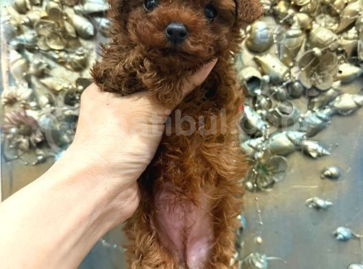 Gerçek Garantili Toy Poodle Yavrularımız görsel