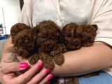 Toy Poodle
