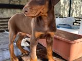 Safkan King Doberman Siyah 2 Aylık