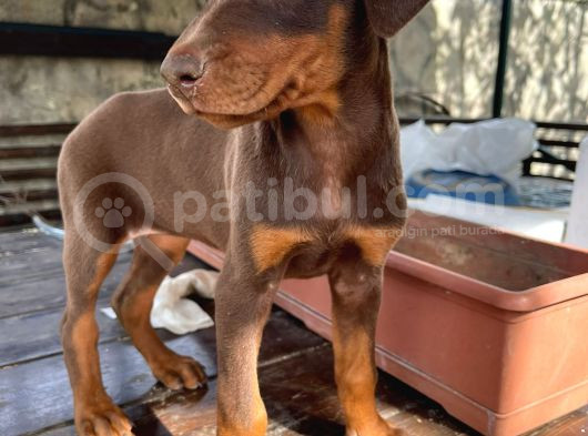 Safkan King Doberman Siyah 2 Aylık görsel