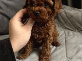 Gerçek Garantili Toy Poodle Yavrularımız