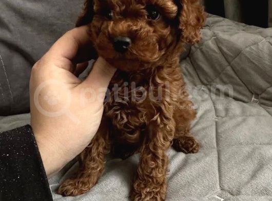 Gerçek Garantili Toy Poodle Yavrularımız görsel