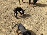 Safkan King Doberman Siyah 2 Aylık