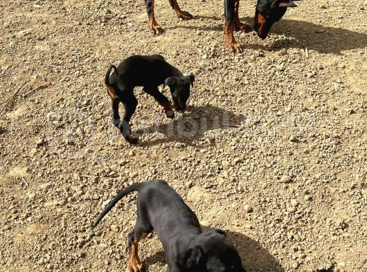 Safkan King Doberman Siyah 2 Aylık görsel