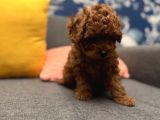 Gerçek Garantili Toy Poodle Yavrularımız
