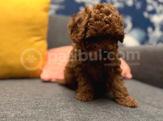 Gerçek Garantili Toy Poodle Yavrularımız görsel