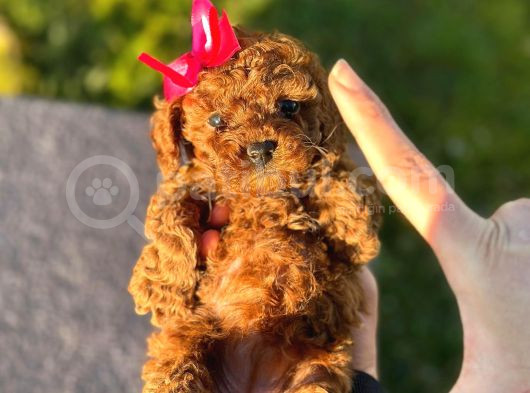Toy Poodle görsel
