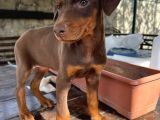 Safkan king doberman siyah 2 aylık