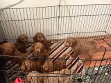 Red Toy poodle bebekler