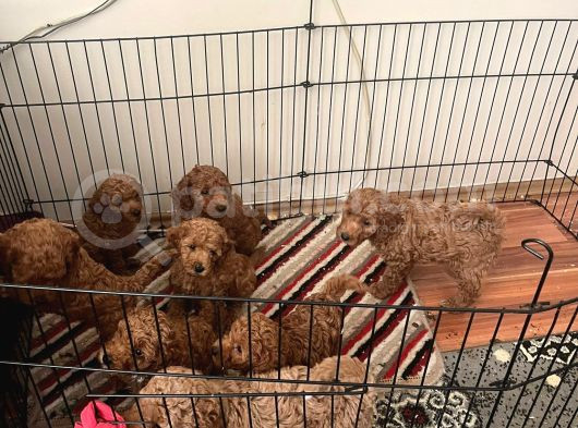 Red Toy Poodle Bebekler