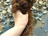 Gerçek Garantili Toy Poodle Yavrularımız