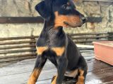 Safkan King Doberman Siyah 2 Aylık