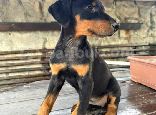 Safkan King Doberman Siyah 2 Aylık görsel