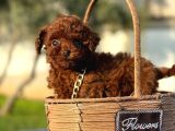 Toy Poodle