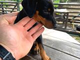 Safkan King Doberman Siyah 2 Aylık
