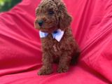 Poodle Bebekleri̇ Anne Altindan