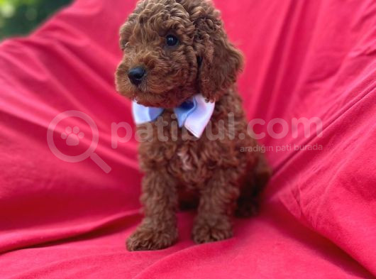 Poodle Bebekleri̇ Anne Altindan görsel