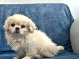 PEKİNEZ CİNSİ MİNİ PUPPY SEVİMLİ YAVRULAR