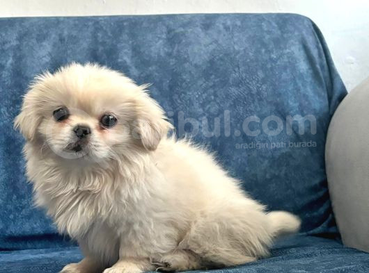 Peki̇nez Ci̇nsi̇ Mi̇ni̇ Puppy Sevi̇mli̇ Yavrular