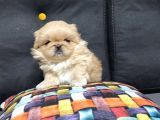 Peki̇nez Ci̇nsi̇ Mi̇ni̇ Puppy Sevi̇mli̇ Yavrular