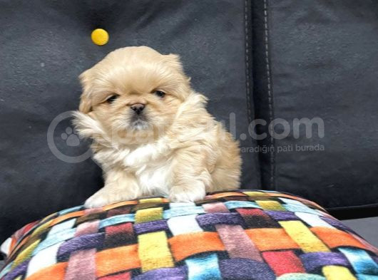 Peki̇nez Ci̇nsi̇ Mi̇ni̇ Puppy Sevi̇mli̇ Yavrular görsel