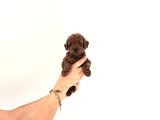 Korekan Toy Poodle Yavrular