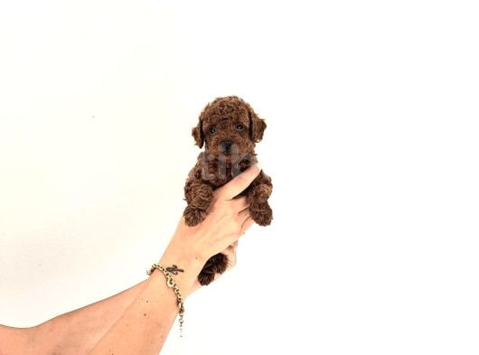 Korekan Toy Poodle Yavrular görsel
