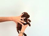 Korekan Toy Poodle Yavrular