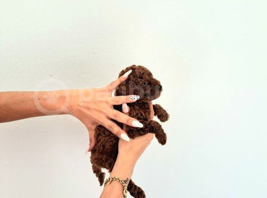Korekan Toy Poodle Yavrular görsel