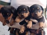 Koca kafa macar erkek dişi rotweiller bebekler