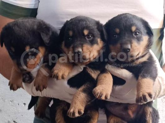Koca Kafa Macar Erkek Dişi Rotweiller Bebekler