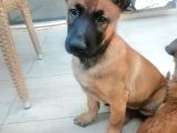 Safkan Belçika Malinois